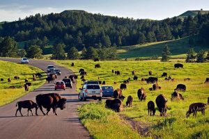 Black Hills Trailside Park Resort photo 5